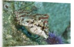 Painted Greenling closeup by Anonymous