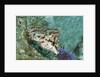 Painted Greenling closeup by Anonymous