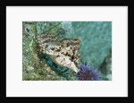 Painted Greenling closeup by Anonymous
