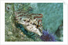 Painted Greenling closeup by Anonymous
