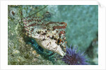 Painted Greenling closeup by Anonymous