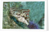 Painted Greenling closeup by Anonymous