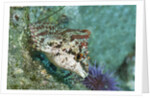Painted Greenling closeup by Anonymous
