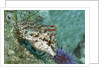 Painted Greenling closeup by Anonymous