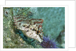 Painted Greenling closeup by Anonymous