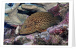 Bluespotted Grouper by Anonymous