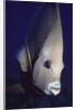 Gray Angelfish closeup by Anonymous