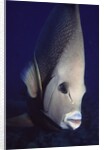 Gray Angelfish closeup by Anonymous