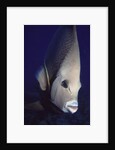 Gray Angelfish closeup by Anonymous