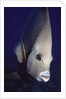 Gray Angelfish closeup by Anonymous