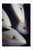 Closeup of Yellowtail Snappers by Anonymous
