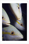 Closeup of Yellowtail Snappers by Anonymous