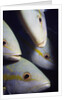 Closeup of Yellowtail Snappers by Anonymous