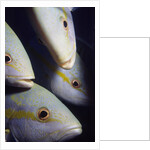 Closeup of Yellowtail Snappers by Anonymous