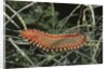 Fireworm by Anonymous
