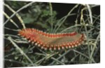 Fireworm by Anonymous
