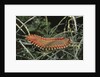 Fireworm by Anonymous
