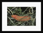 Fireworm by Anonymous