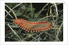 Fireworm by Anonymous