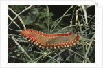 Fireworm by Anonymous