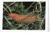 Fireworm by Anonymous