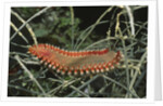 Fireworm by Anonymous