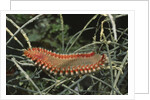 Fireworm by Anonymous