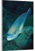 Princess Parrotfish by Anonymous
