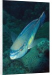 Princess Parrotfish by Anonymous
