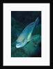 Princess Parrotfish by Anonymous