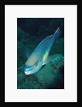 Princess Parrotfish by Anonymous