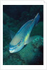 Princess Parrotfish by Anonymous