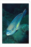 Princess Parrotfish by Anonymous