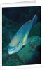 Princess Parrotfish by Anonymous