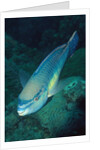 Princess Parrotfish by Anonymous