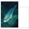 Princess Parrotfish by Anonymous