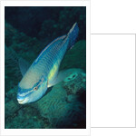 Princess Parrotfish by Anonymous