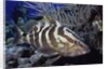 Nassau Grouper by Anonymous