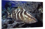 Nassau Grouper by Anonymous