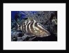 Nassau Grouper by Anonymous