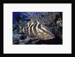 Nassau Grouper by Anonymous
