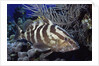 Nassau Grouper by Anonymous