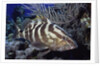 Nassau Grouper by Anonymous
