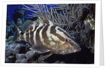 Nassau Grouper by Anonymous