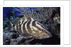 Nassau Grouper by Anonymous