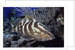 Nassau Grouper by Anonymous