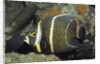 Intermediate form French Angelfish by Anonymous