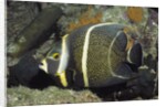 Intermediate form French Angelfish by Anonymous