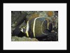 Intermediate form French Angelfish by Anonymous