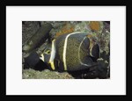 Intermediate form French Angelfish by Anonymous